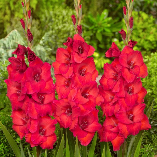 Gladioluksen After Shock 50 kpl MEGA PACK