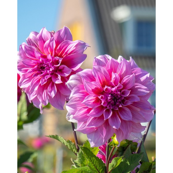 Dahlia ARTHUR HAMBLEY 1pc