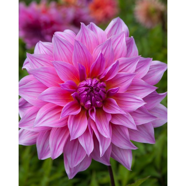 Dahlia ARTHUR HAMBLEY 1pc