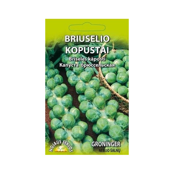 Brysselin itu Groninger