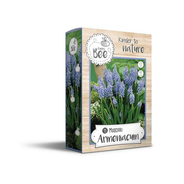 MUSCARI ARMENIACUM 6/7 15psc.