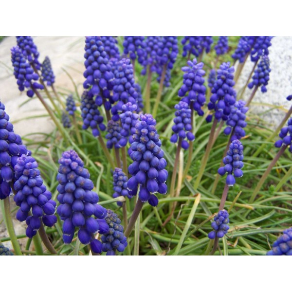 MUSCARI ARMENIACUM 6/7 15psc.