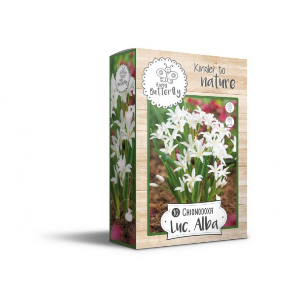 Snowdrops LUCILIAE ALBA 4/5 10pcs.