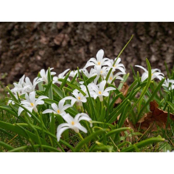 Snowdrops LUCILIAE ALBA 4/5 10pcs.