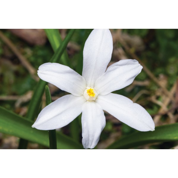 Snowdrops LUCILIAE ALBA 4/5 10pcs.