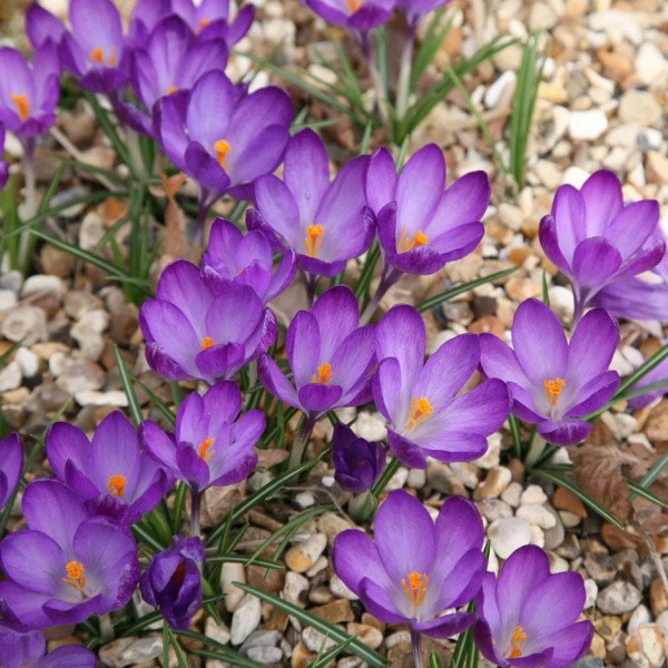 Crocus RUBY GIANT 5/+ 15 pcs.
