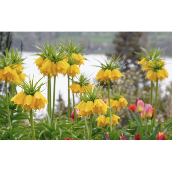 Flower bulb set for bees blue 65 pcs.