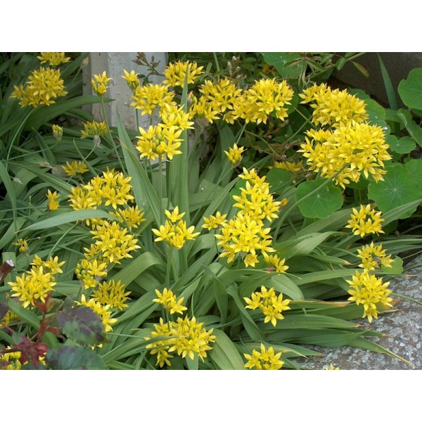 Flower bulb set for bees blue 65 pcs.