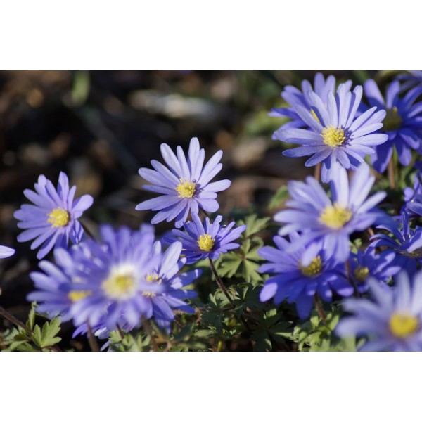 Flower bulb set for bees blue 65 pcs.
