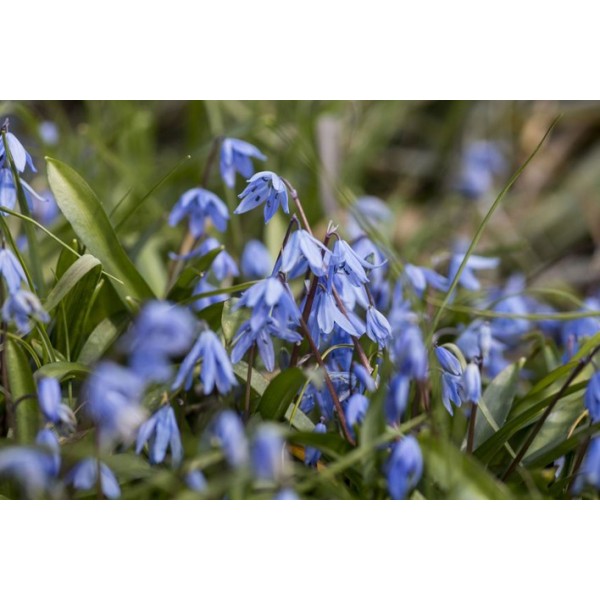 Flower bulb set for bees blue 65 pcs.