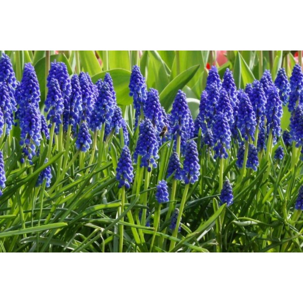 Flower bulb set for bees blue 65 pcs.