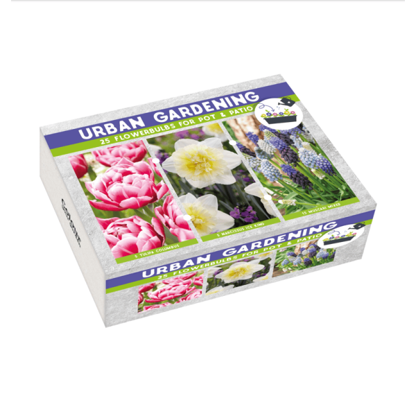 Flower bulb set for pots and terraces blue 25 pcs.
