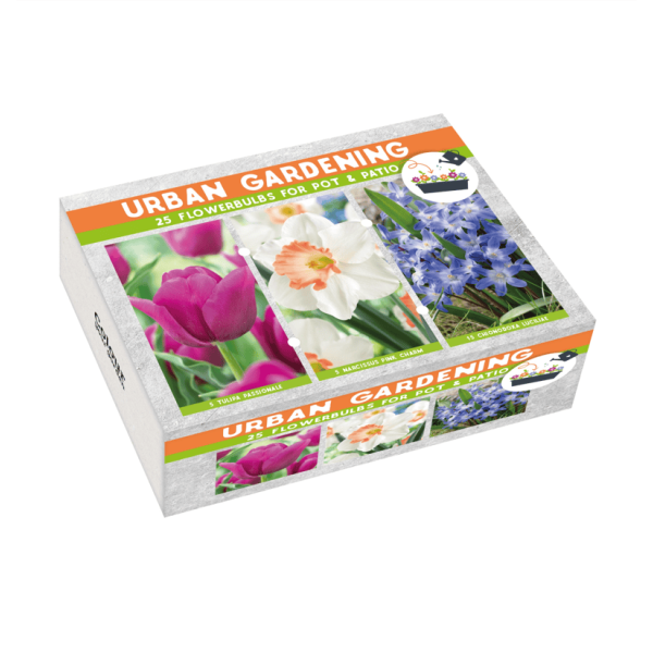 Flower bulb set for pots and terraces orange 25 pcs.