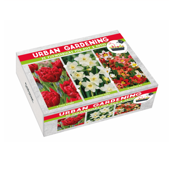 Flower bulb set for pots and terraces red 25 pcs.