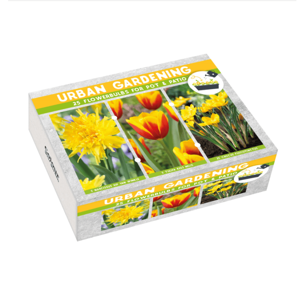 Flower bulb set for pots and terraces yellow 25 pcs.