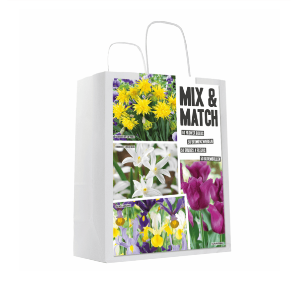 Flower bulb set yellow/purple 50 pcs.