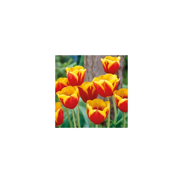Flower bulb set for easy planting yellow/red/blue 19 pcs.
