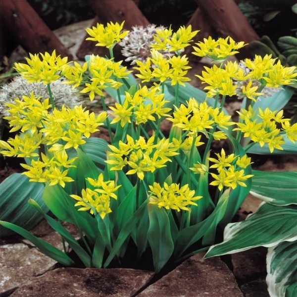Flower bulb set for easy planting yellow/red/blue 19 pcs.
