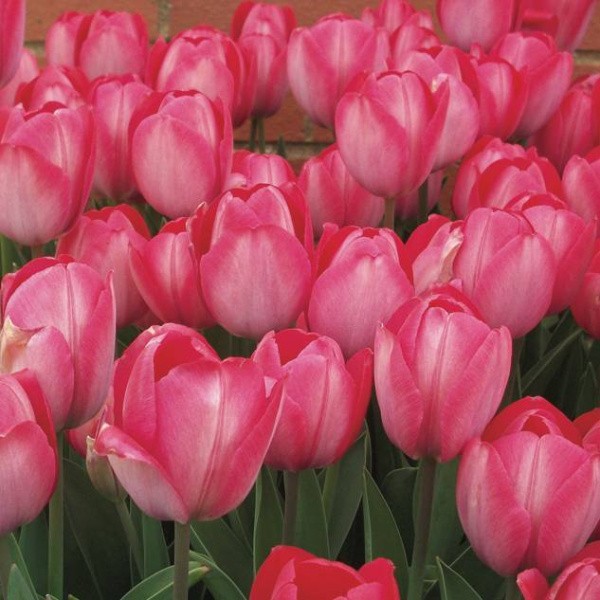Flower bulb set for easy planting pink/blue 19 pcs.