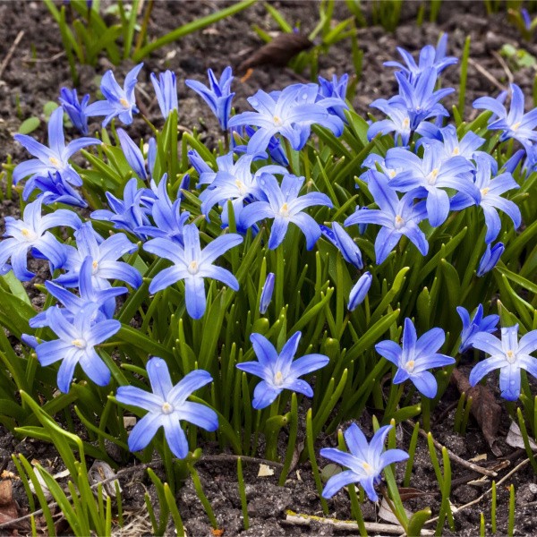 Flower bulb set for easy planting pink/blue 19 pcs.