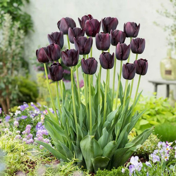 Flower bulb set for easy planting black/pink 19 pcs.