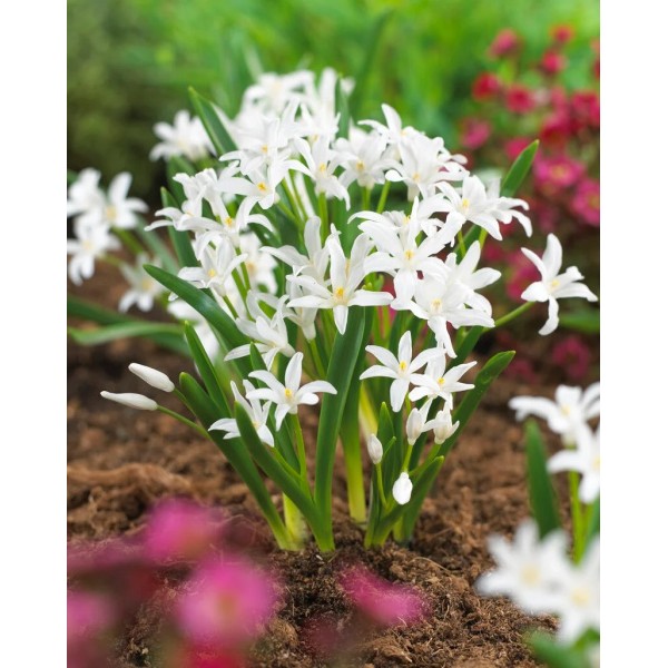Flower bulb set for easy planting black/pink 19 pcs.