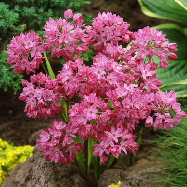 Flower bulb set for easy planting black/pink 19 pcs.