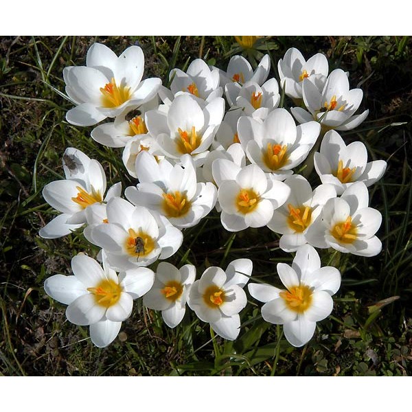 Flower bulb set for easy planting Happy Bee 19 pcs.