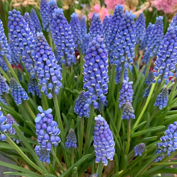 Flower bulb set for easy planting Happy Bee 19 pcs.