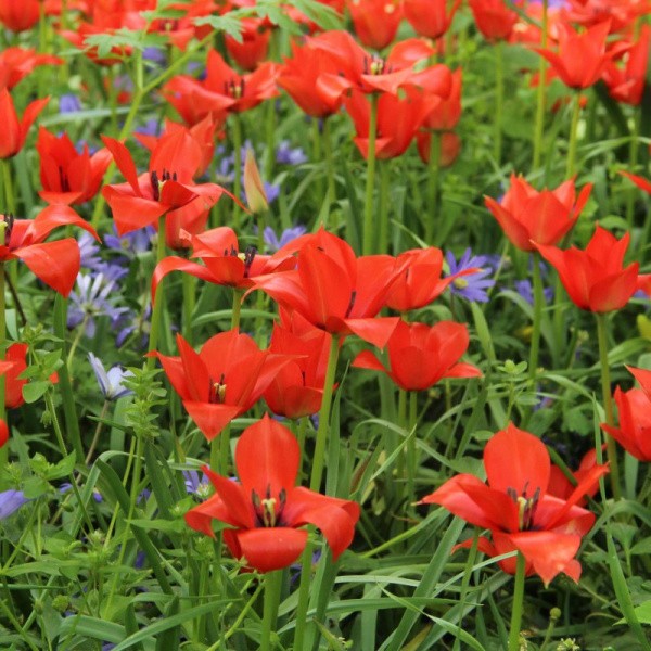Flower bulb set for easy planting Happy Bee 19 pcs.