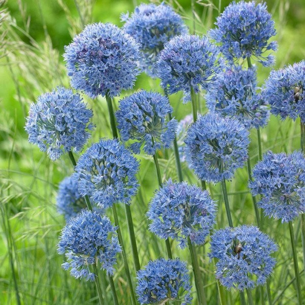 Flower bulb set for easy planting Happy Butterfly 19 pcs.