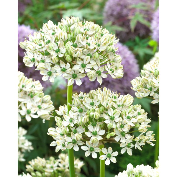 Flower bulb set for easy planting Happy Butterfly 19 pcs.