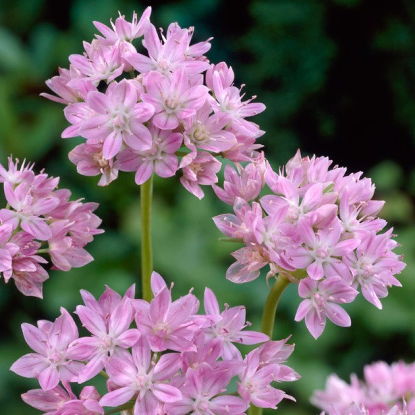 Flower bulb set for easy planting Happy Butterfly 19 pcs.
