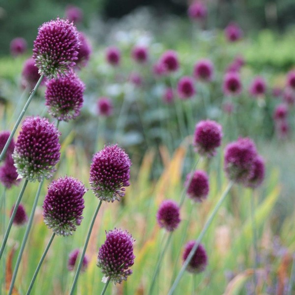 Flower bulb set purple/pink 50 pcs.