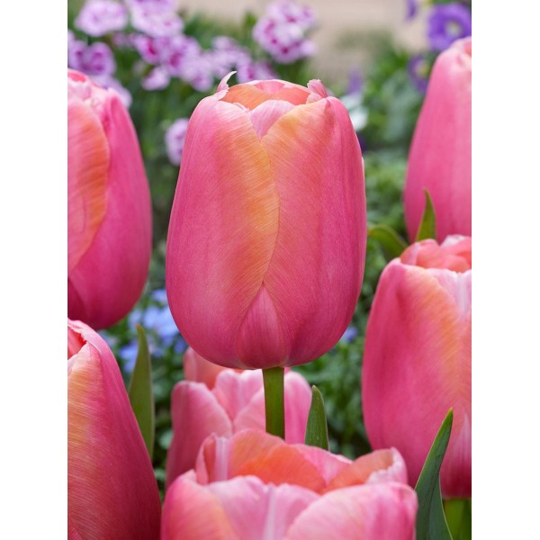 Flower bulb set purple/pink 50 pcs.