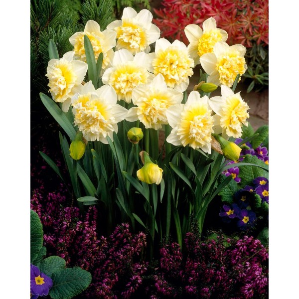 Flower bulb set purple/pink 50 pcs.