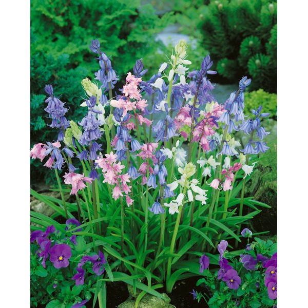 Flower bulb set purple/pink 50 pcs.