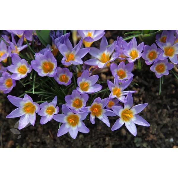Flower bulb set purple/pink 50 pcs.