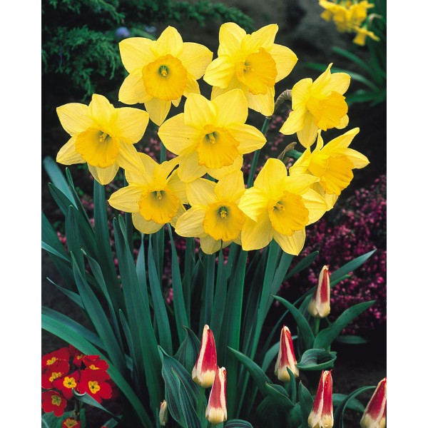 Flower bulb set yellow/red 50 pcs.