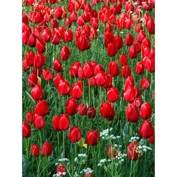 Flower bulb set yellow/red 50 pcs.