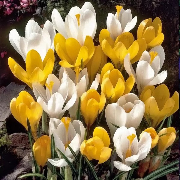 Flower bulb set yellow/red 50 pcs.