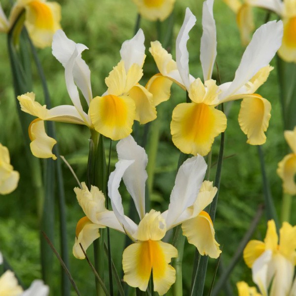 Flower bulb set yellow/red 50 pcs.