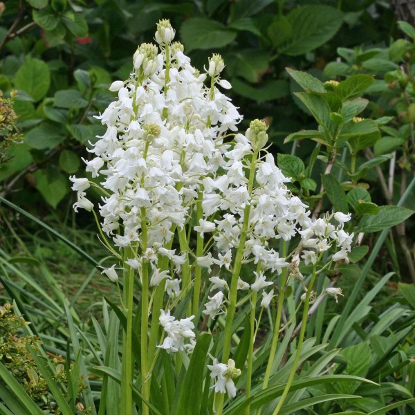 Gėlių svogūnėlių rinkinys bitėms violetinis 65 sv.