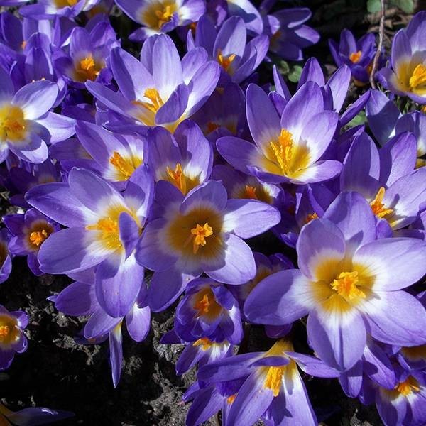 Flower bulb set for bees purple 65 pcs.