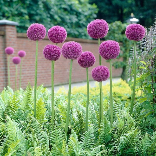 Flower bulb set for bees purple 65 pcs.