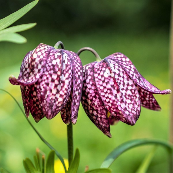 Flower bulb set for bees purple 65 pcs.