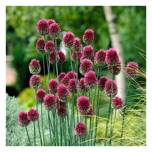 Flower bulb set for bees purple 65 pcs.