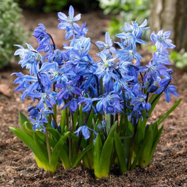 Flower bulb set for bees blue 50 pcs.
