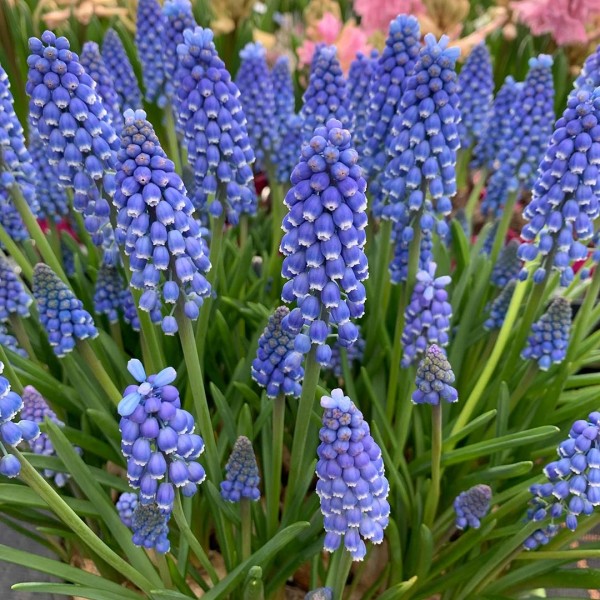 Flower bulb set for bees blue 50 pcs.