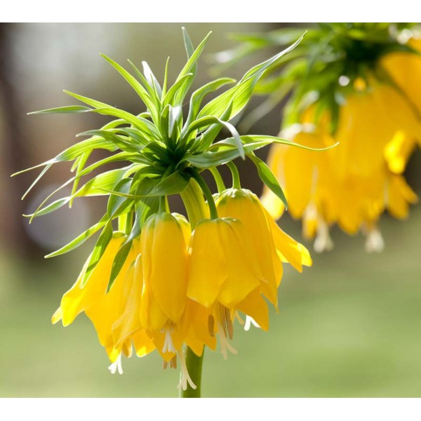 Flower bulb set for bees blue 50 pcs.